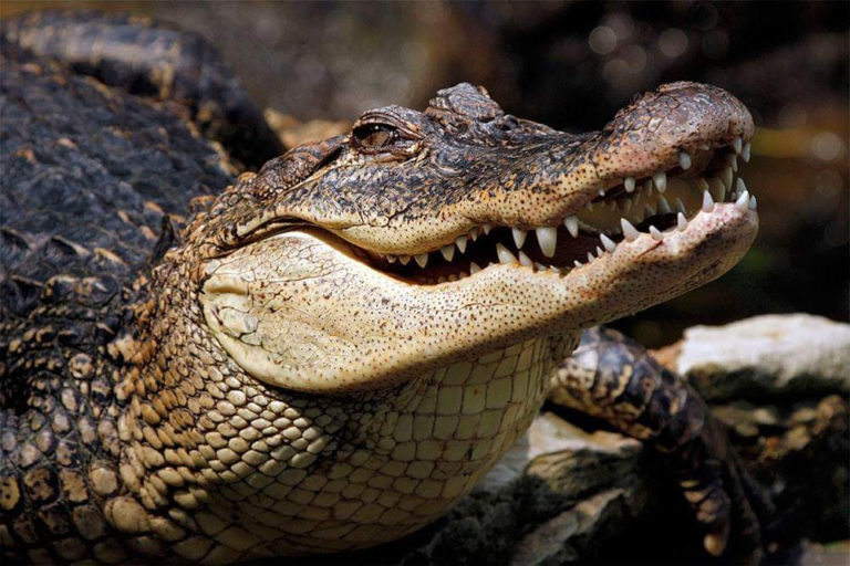 Impulsa Michoacán, protección del cocodrilo de río
