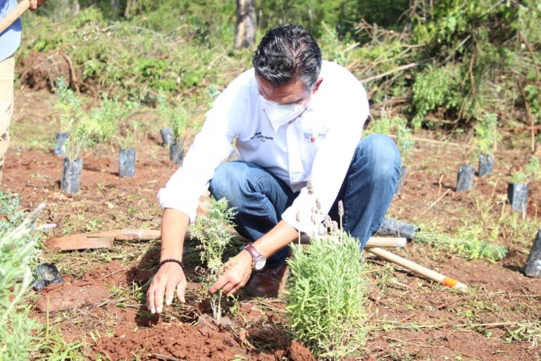 Arranca Semaccdet programa de reforestación con plantas nectapoliníferas
