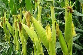 Michoacán, 3er productor de maíz en el país