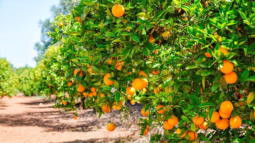 Produce Michoacán casi 3 mil toneladas de naranja