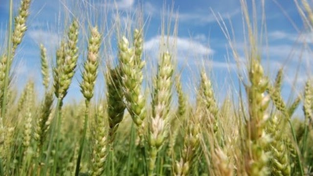 Michoacán aporta el 7.8% del trigo del país